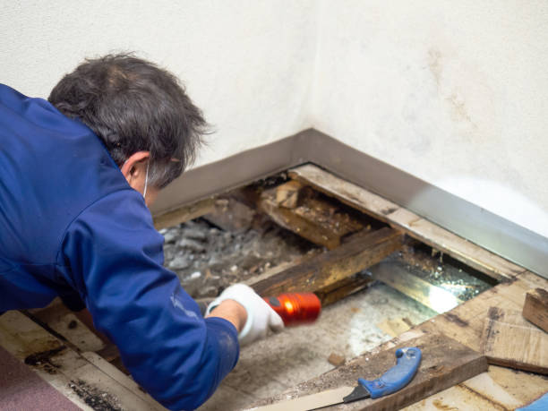 Best Commercial Mold Removal  in Loma Linda, CA