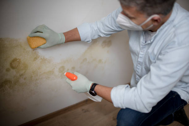 Best Toxic Mold Removal  in Loma Linda, CA